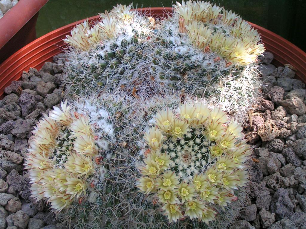 Mammillaria nejapensis